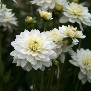 Dahlia Peace Pact - Waterleliedahlia