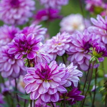 Dahlia Seduction - Waterleliedahlia