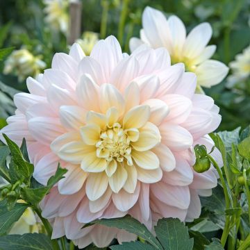 Dahlia Silver Years - Waterleliedahlia