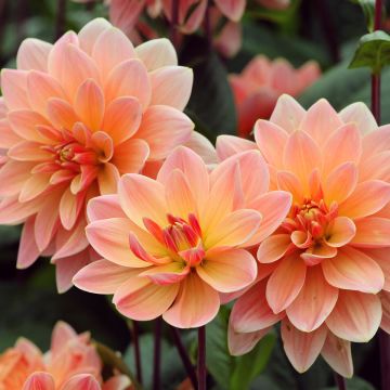 Dahlia Yvonne camélia  - Waterleliedahlia