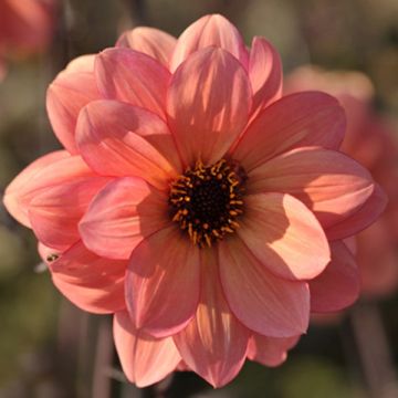 Dahlia Classic Poeme - perkdahlia
