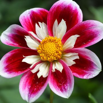 Dahlia Fashion Monger - Halskraagdahlia