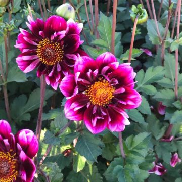 Dahlia Liquid Desire - halskraagdahlia