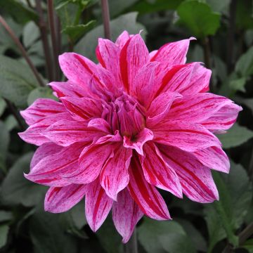 Dahlia Babylon Lila Gevlamd - decoratieve dahlia