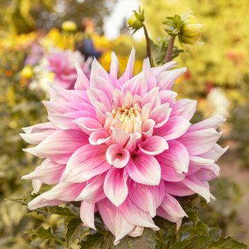 Dahlia Break Out - decoratieve dahlia