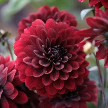 Dahlia Karma Choc - decoratieve dahlia