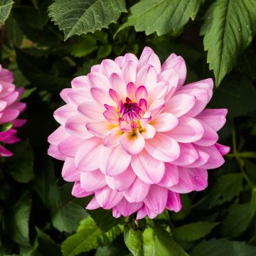 Dahlia Karma Prospero - decoratieve dahlia