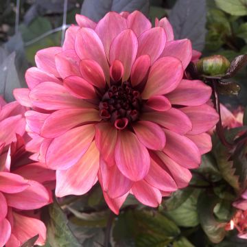 Dahlia Night Silence - decoratieve dahlia