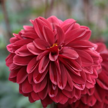 Dahlia Obama - decoratieve dahlia