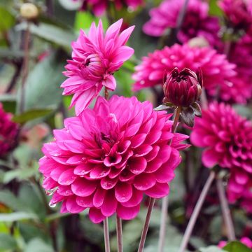 Dahlia Purple Flame - decoratieve dahlia