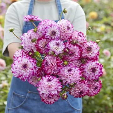 Dahlia Stardust - decoratieve dahlia