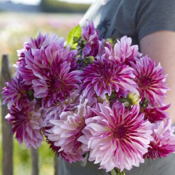 Dahlia Violet Dance - decoratieve dahlia