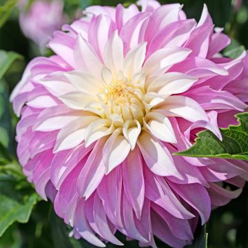 Dahlia Pink Petticoat - decoratieve dahlia