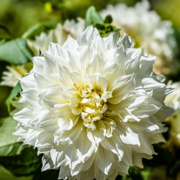 Dahlia Fleurel - grootbloemige dahlia