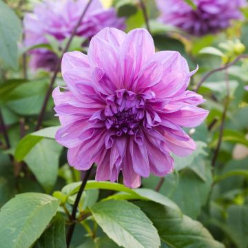 Dahlia Lilac Time - grootbloemige dahlia