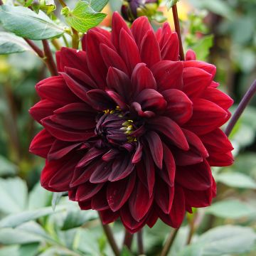 Dahlia Sam Hopkins - grootbloemige dahlia