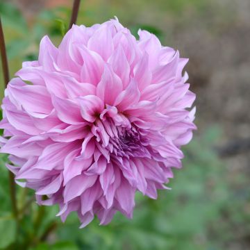 Dahlia Vassio Meggos - grootbloemige dahlia