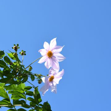 Dahlia imperialis White - boomdahlia
