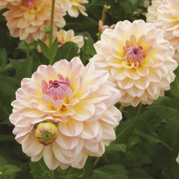 Dahlia Maya - decoratieve dahlia