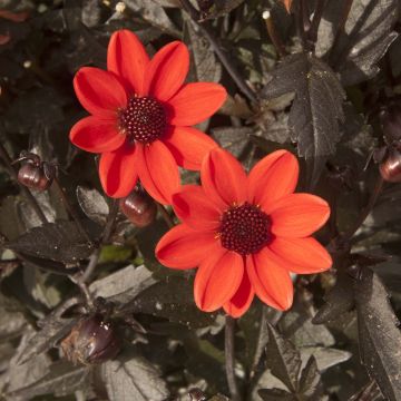 Dwergdahlia Dark Angels Pulp Fiction