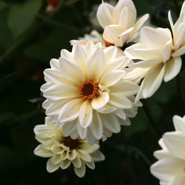 Dahlia Classic Swanlake - perkdahlia