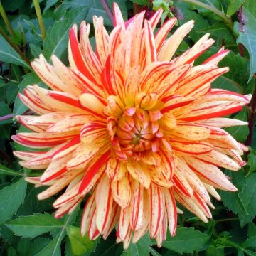 Dahlia Saint Saens - Semicactus dahlia