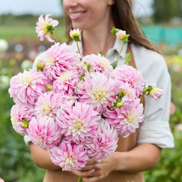 Dahlia Verrone’s DF