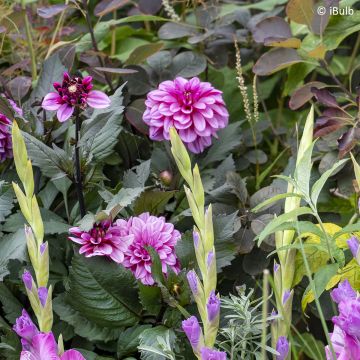 Dahlia Gardenetta Lavender - dwergdahlia