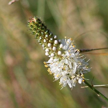 Dalea candida - Prairieklaver