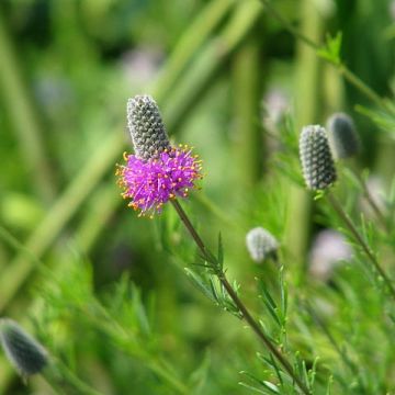 Dalea purpurea - Prairieklaver