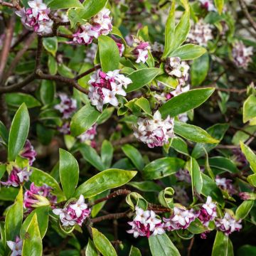 Daphne Perfume Princess - Peperboompje