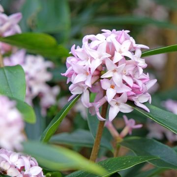 Daphne Spring Beauty - Peperboompje