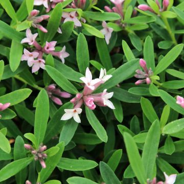 Daphne burkwoodii Somerset - Peperboompje