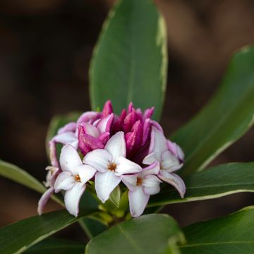 Daphne odora Aureomarginata - Peperboompje