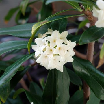 Daphne odora Perfume Princess Wit - Peperboompje