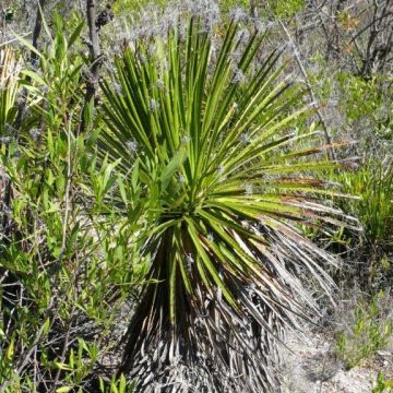 Dasylirion lucidum - Mexicaanse grasboom