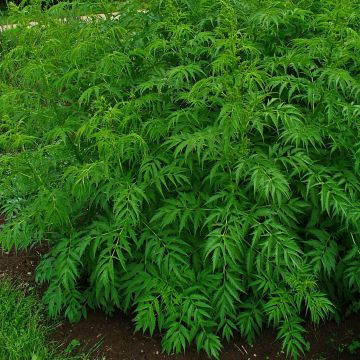 Datisca cannabina - Valse hennep