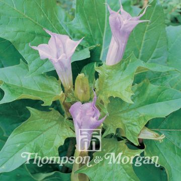Datura metel La Fleur Lilac (zaad) - Doornappel