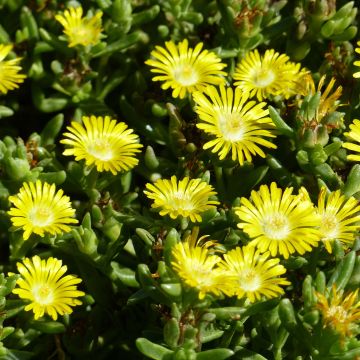 Delosperma Wheels of Wonder Golden - Ijsbloem