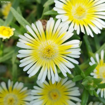 Delosperma Wheels of Wonder Limoncello - Ijsbloem