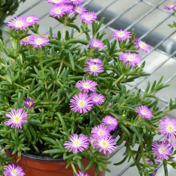 Delosperma Wheels of Wonder Violet - Ijsbloem