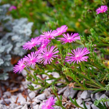 Delosperma cooperi - Ijsbloem