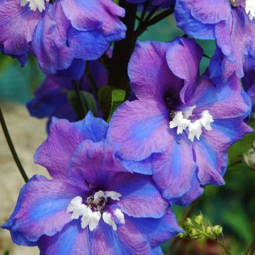 Delphinium Pacific-hybrid Blue Triumphator - Ridderspoor
