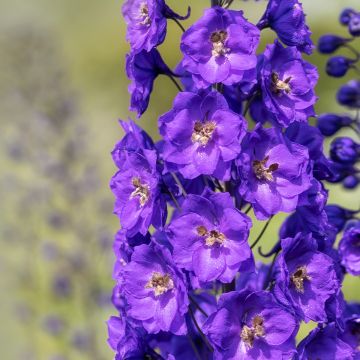 Delphinium Bruce - Ridderspoor