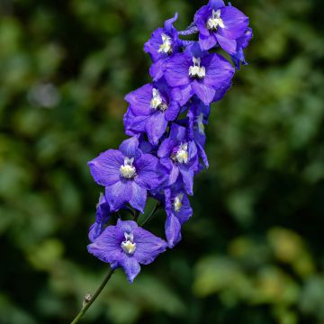 Delphinium Pacific-hybrid Christel - Ridderspoor