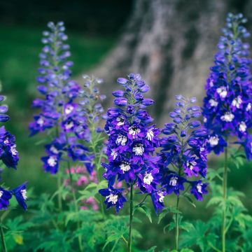 Delphinium Pacific-hybrid Magic Fountain Dark Blue-White - Ridderspoor
