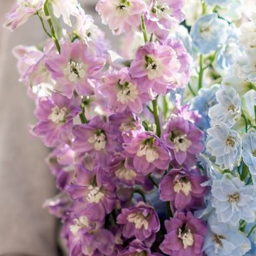 Delphinium Deep Rose-White Bee - Ridderspoor