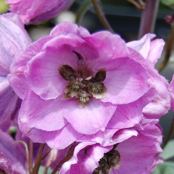 Delphinium Dusky Maiden - Ridderspoor