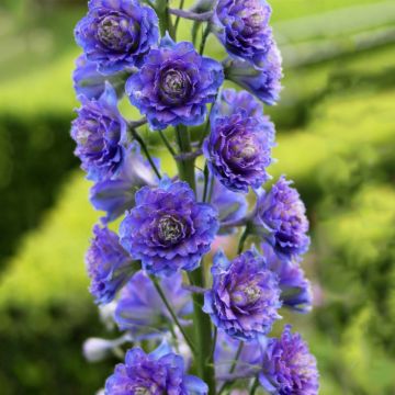 Delphinium Highlander Blueberry Pie - Ridderspoor