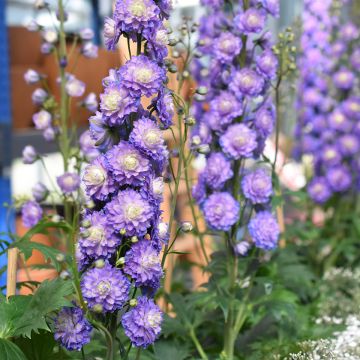 Delphinium elatum Highlander Bolero - Ridderspoor